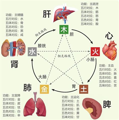 五行六腑|中医给五脏划分了五行属性，十分精准，古人是如何做。